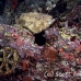 grouper_marbled_lw_tam_h_0020_bal3598.jpg
